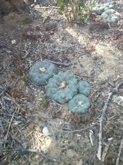 Lophophora williamsii