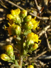 Marasmodes fasciculata