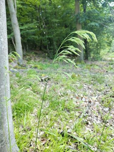 Festuca drymeja
