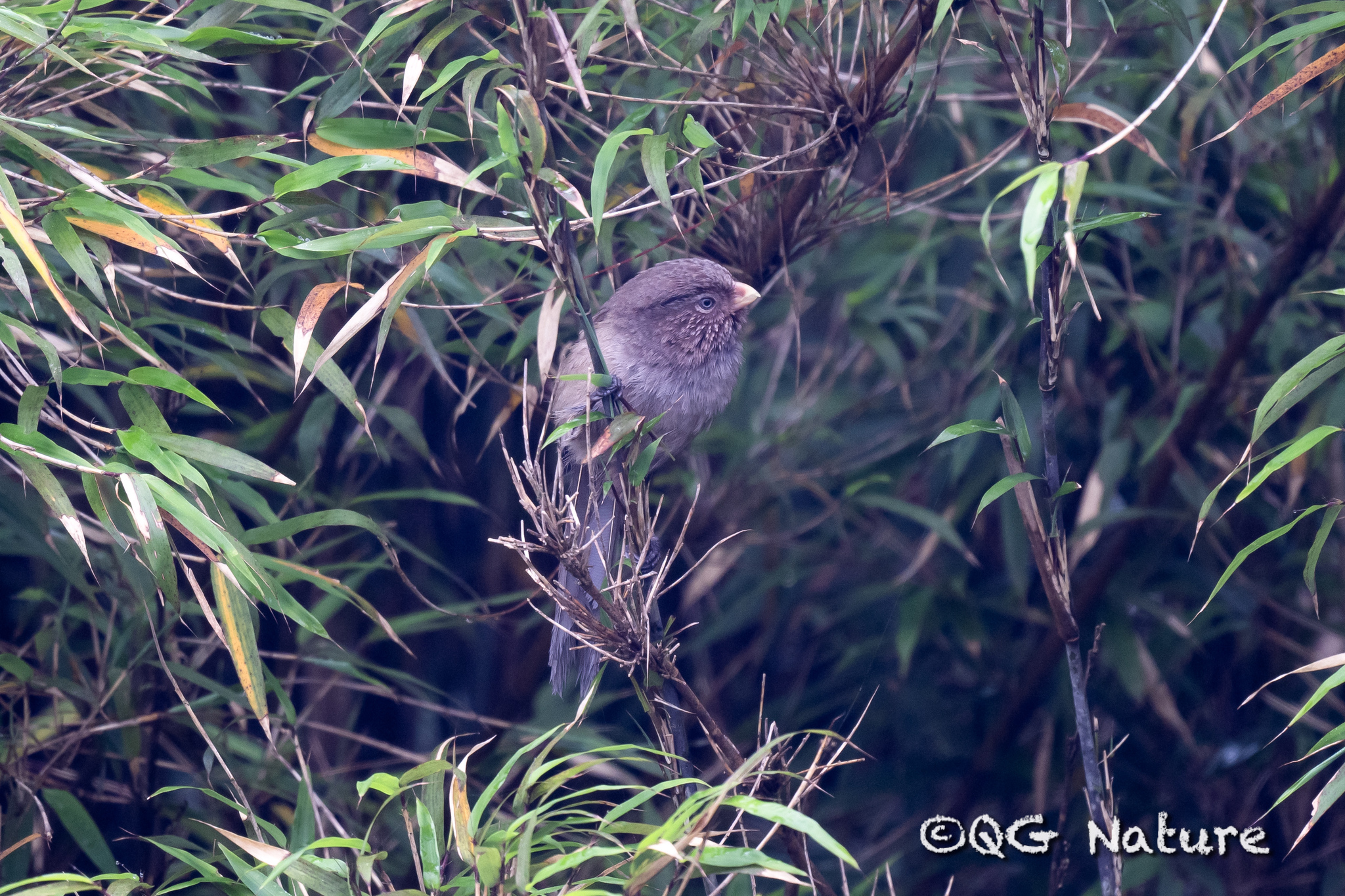 Brown Parrotbill