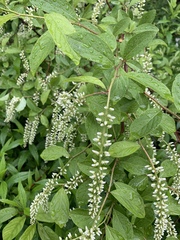 Itea virginica