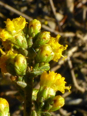 Marasmodes fasciculata