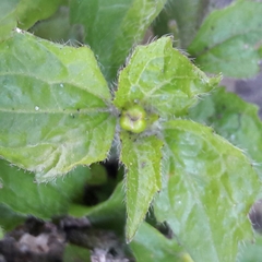 Galinsoga quadriradiata