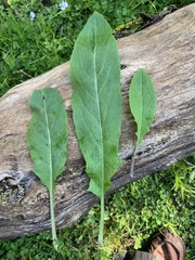 Hesperis matronalis