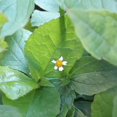 Galinsoga quadriradiata