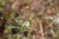 Linum trigynum