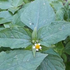 Galinsoga quadriradiata
