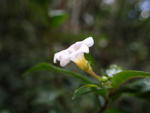 Mostuea brunonis (Mostuea brunonis)