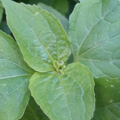 Galinsoga quadriradiata