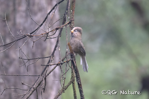 Three-toed Parrotbill (Paradoxornis paradoxus), photo 2