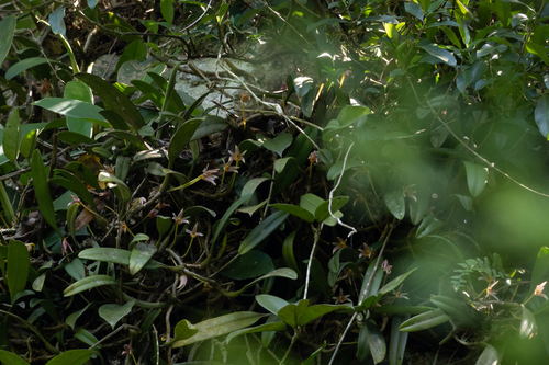 Bulbophyllum affine iNat (2)