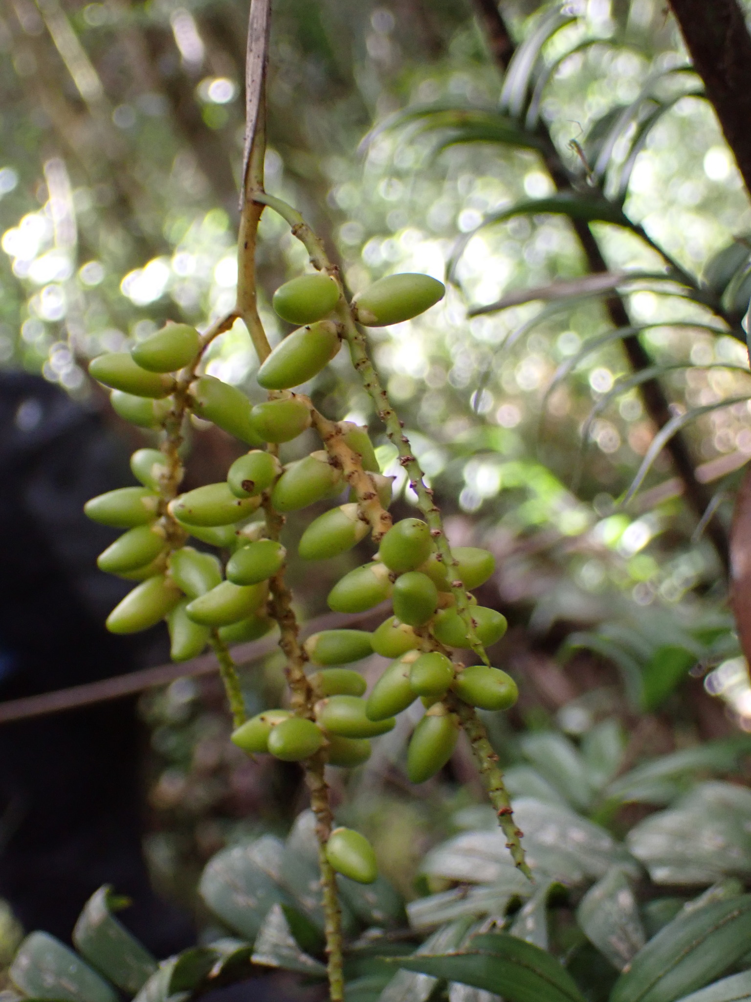 Imagem de Dypsis concinna