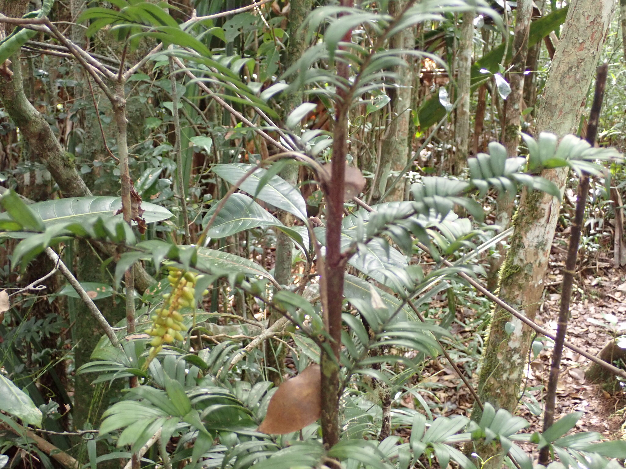 Imagem de Dypsis concinna