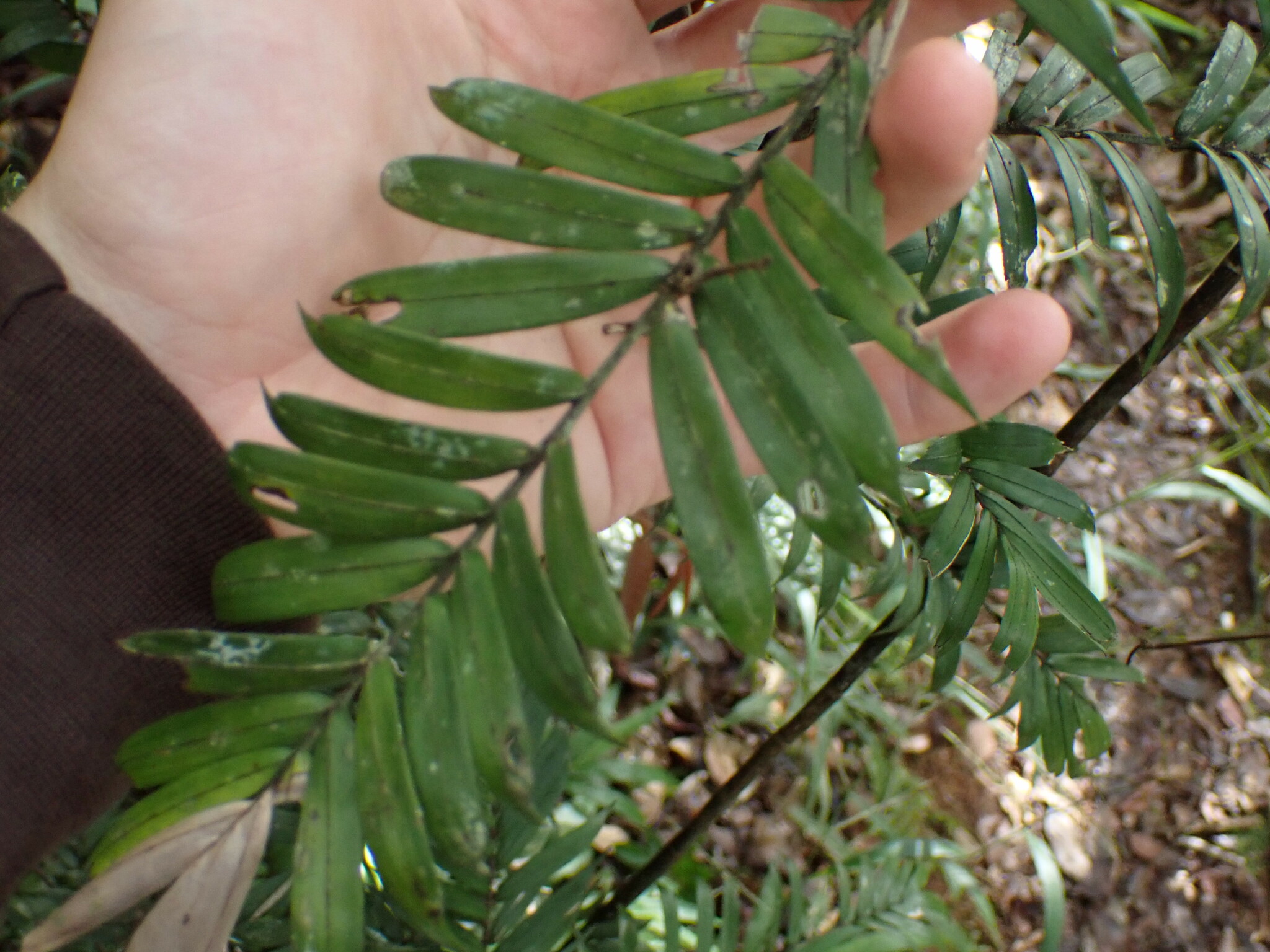 Imagem de Dypsis concinna