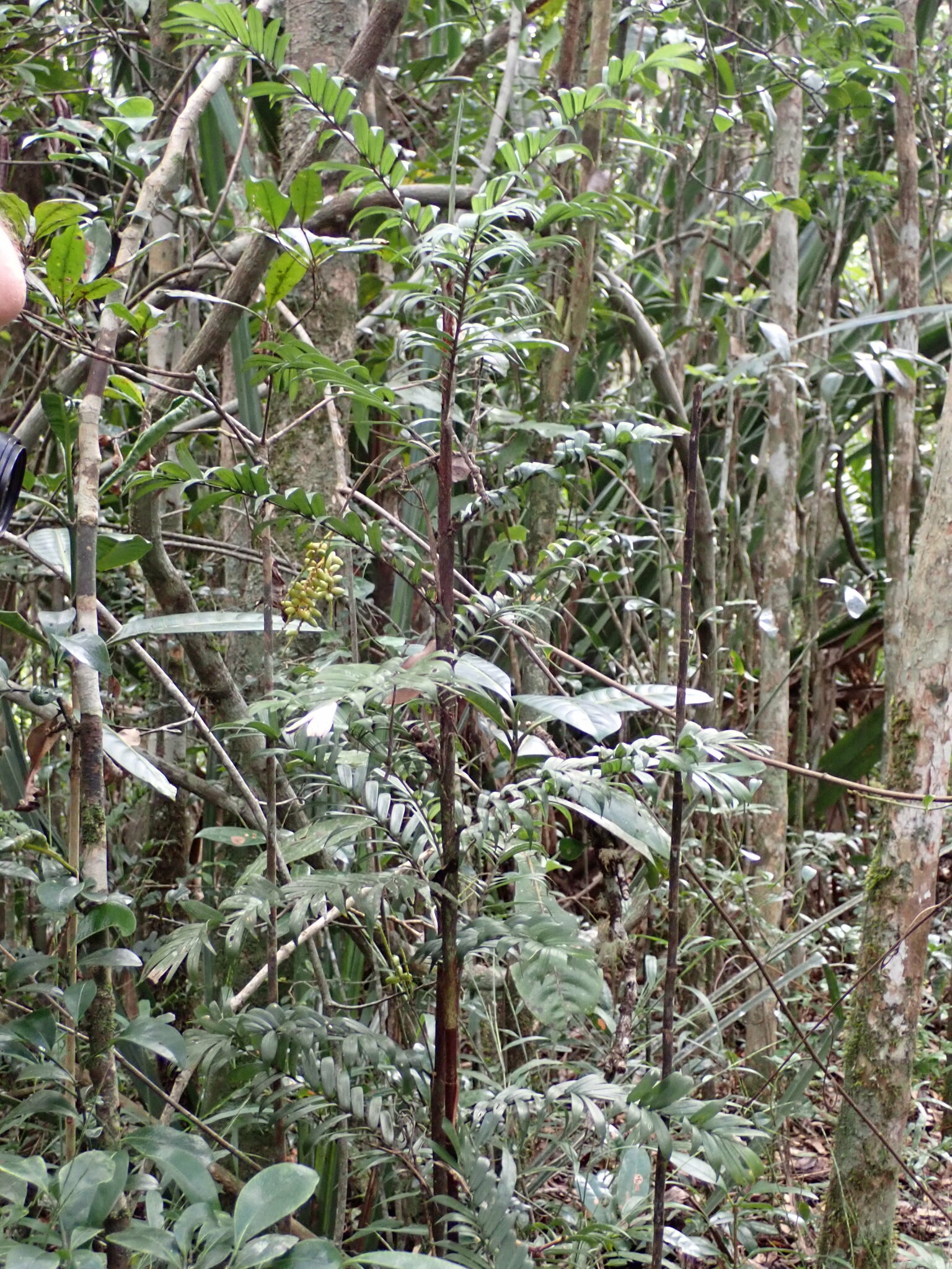 Imagem de Dypsis concinna
