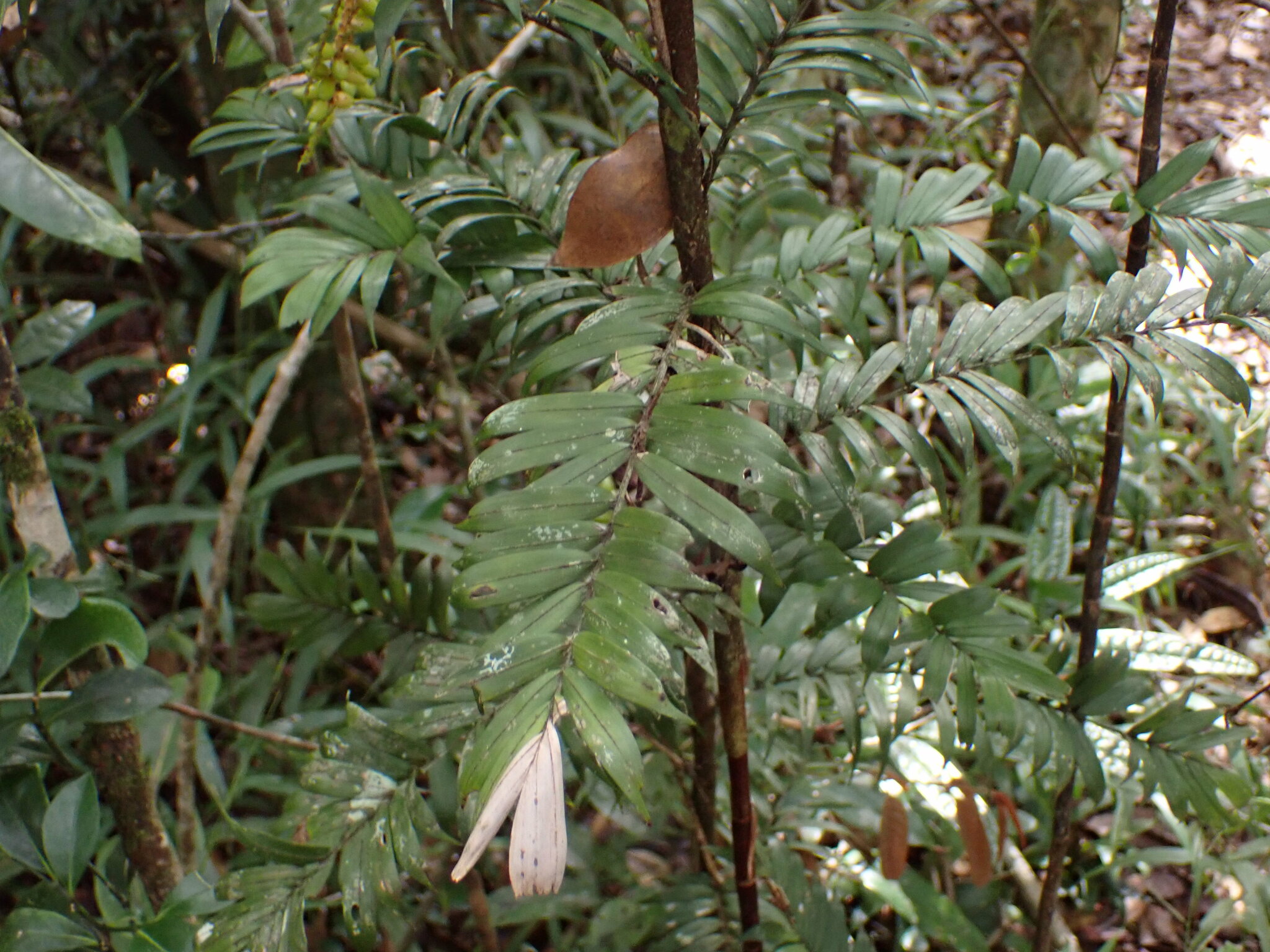 Imagem de Dypsis concinna