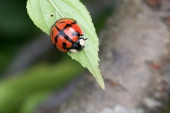 Aiolocaria hexaspilota