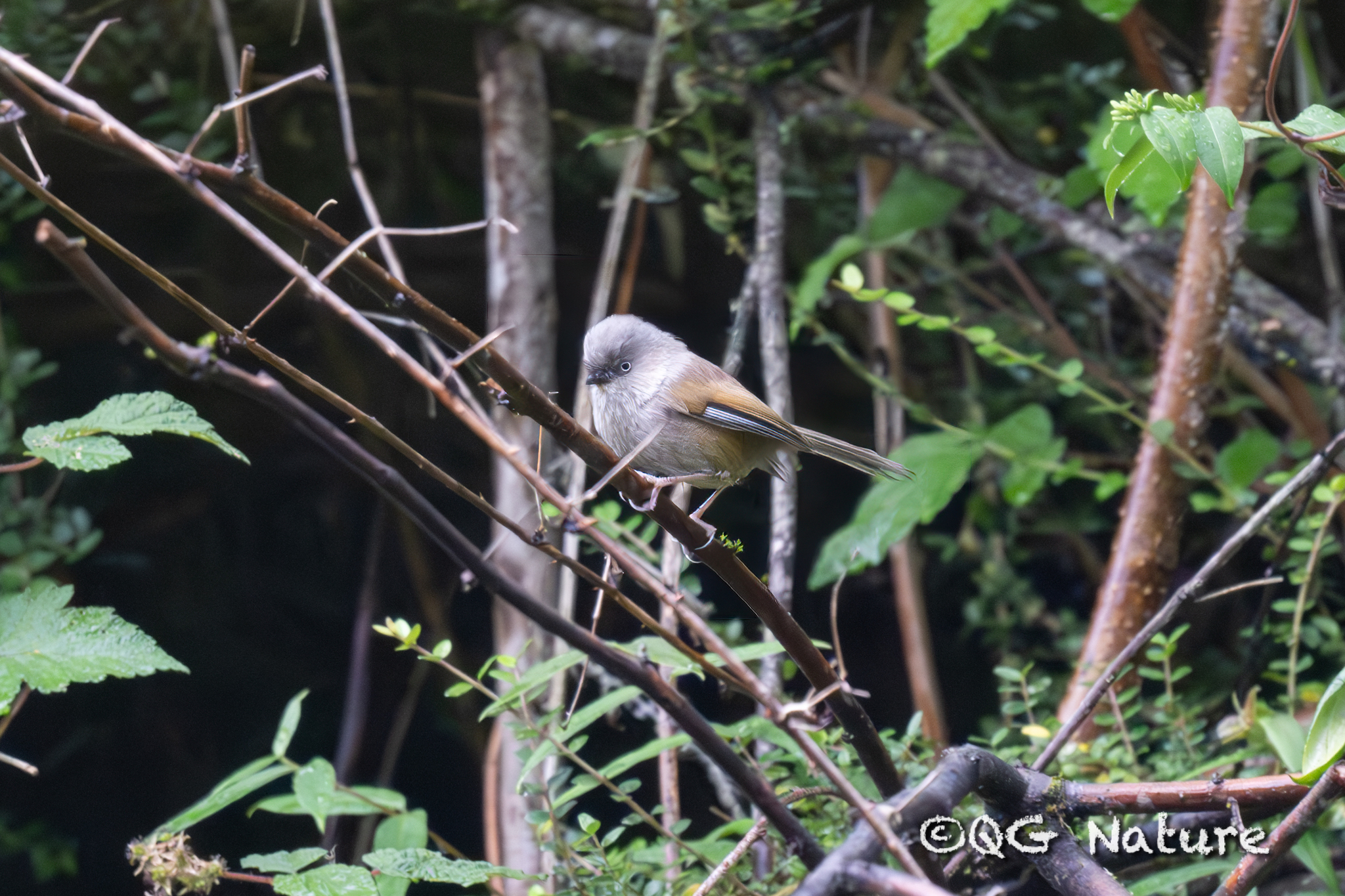 Grey-hooded Fulvetta illustration