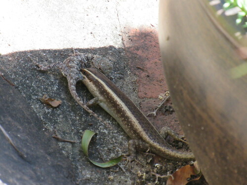 Striped Skink, Trachylepis striata