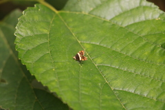 Choreutis xanthogramma