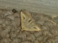Diasemia monostigma