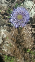 Jasione