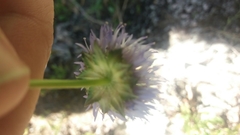 Jasione