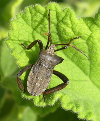 Elasmopoda