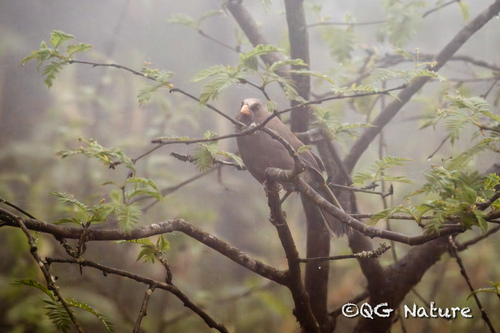 Great Parrotbill (Paradoxornis aemodius), photo 4