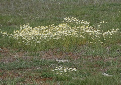 Matricaria
