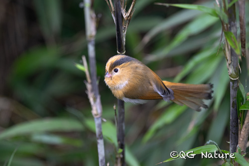 Fulvous Parrotbill (Suthora fulvifrons), photo 6