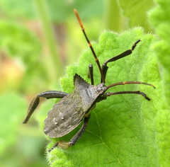 Elasmopoda