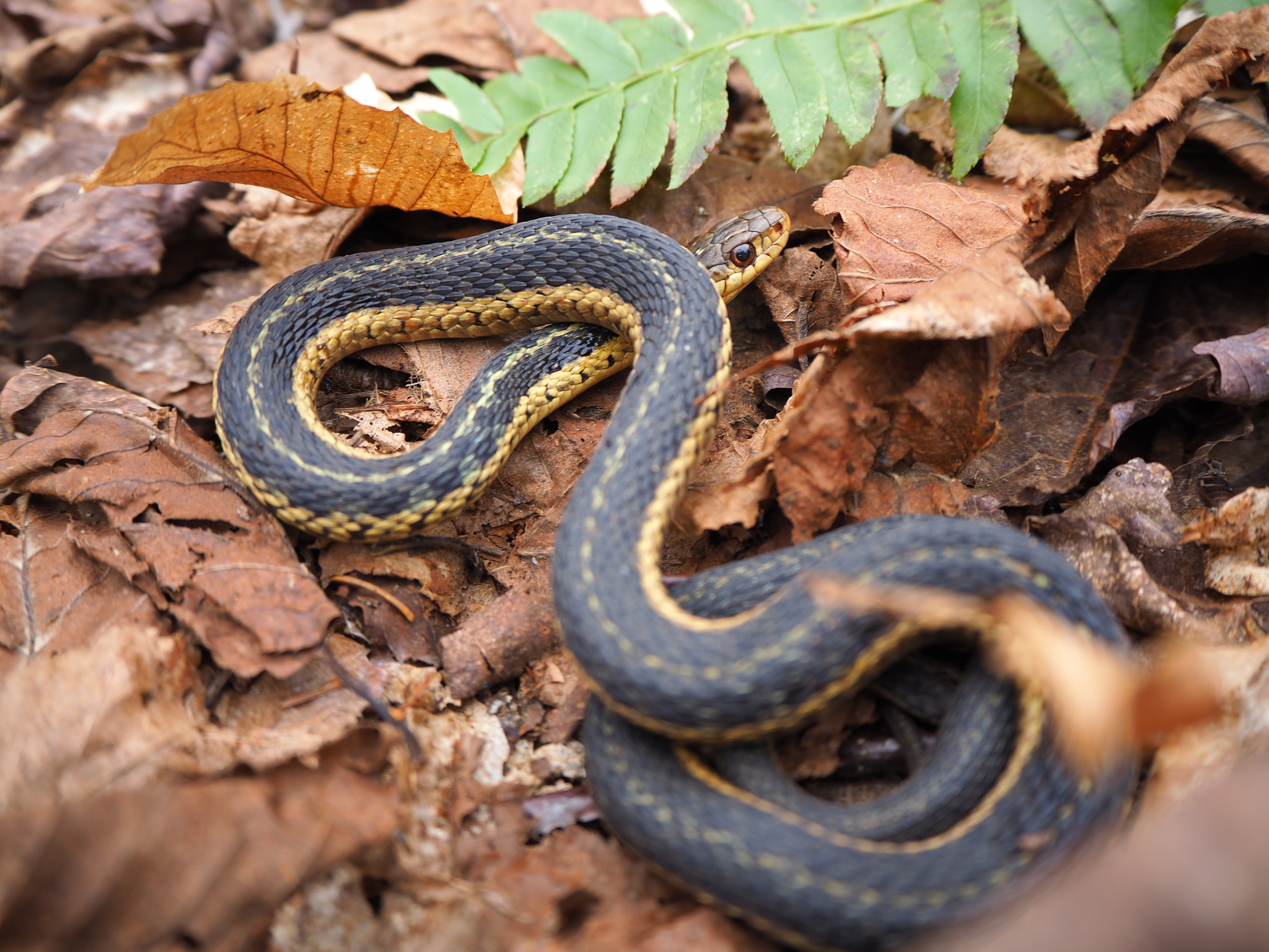 Garter Snake Garter Snake