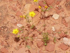 Leptosiphon chrysanthus