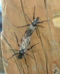 Bibio albipennis