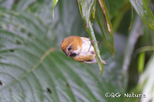 Golden Parrotbill (Suthora verreauxi), photo 5