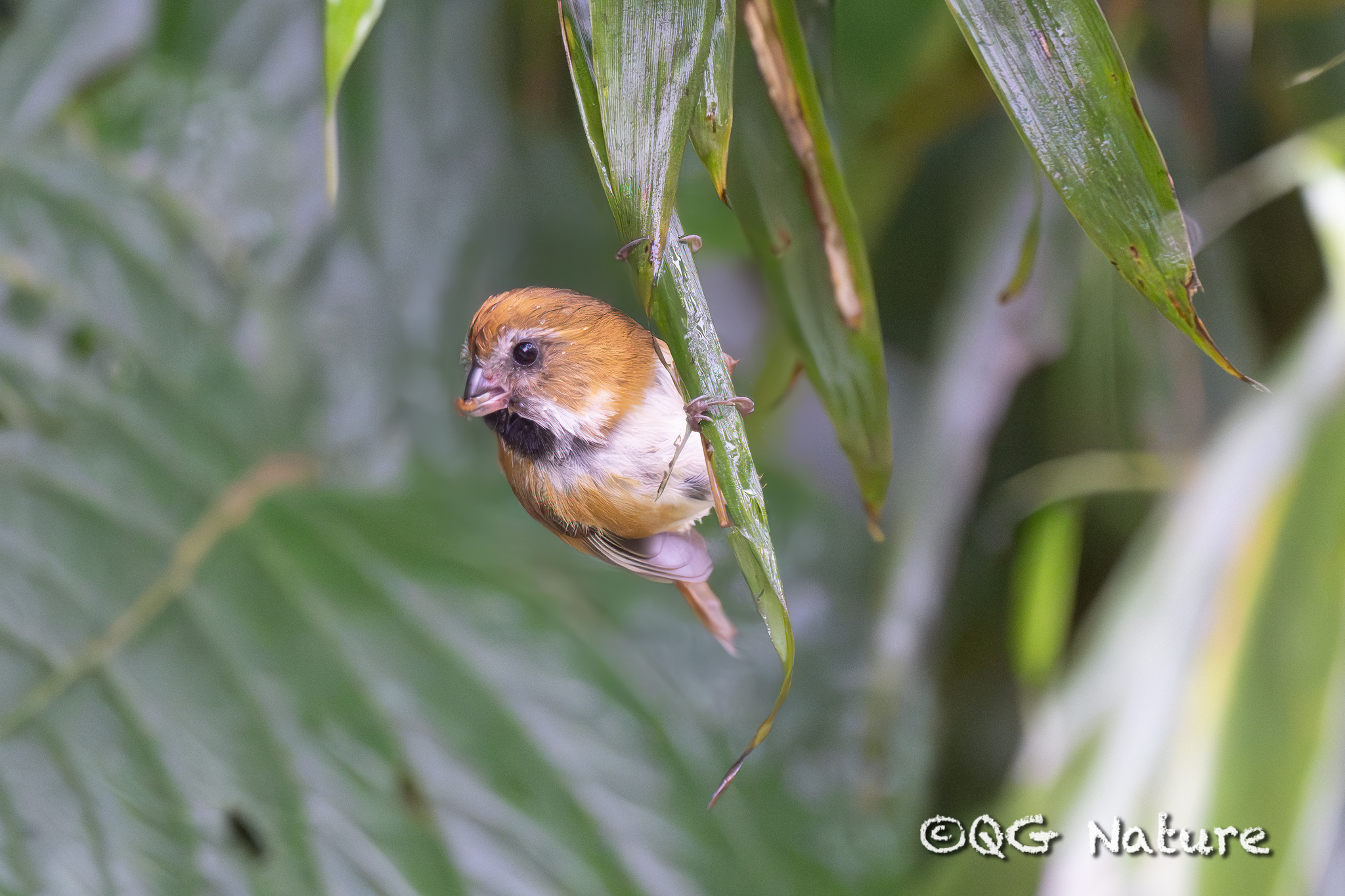 Golden Parrotbill