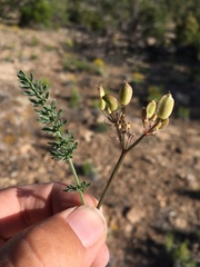 Lomatium eastwoodiae