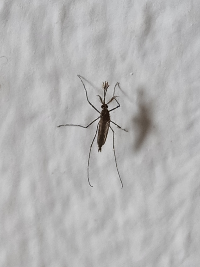 Coquillettidia venezuelensis