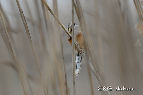 Reed Parrotbill (Paradoxornis heudei), photo 10