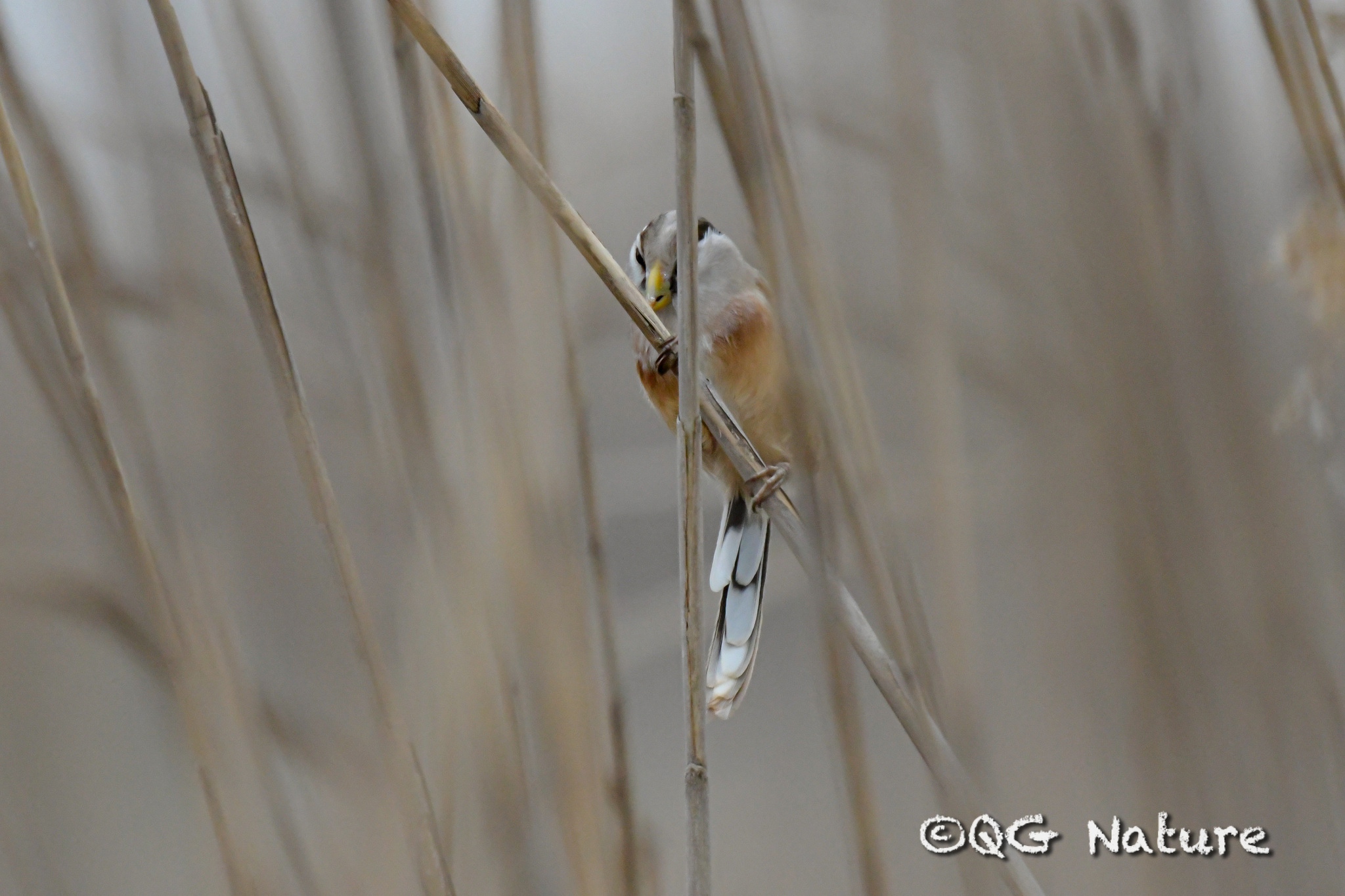 Reed Parrotbill