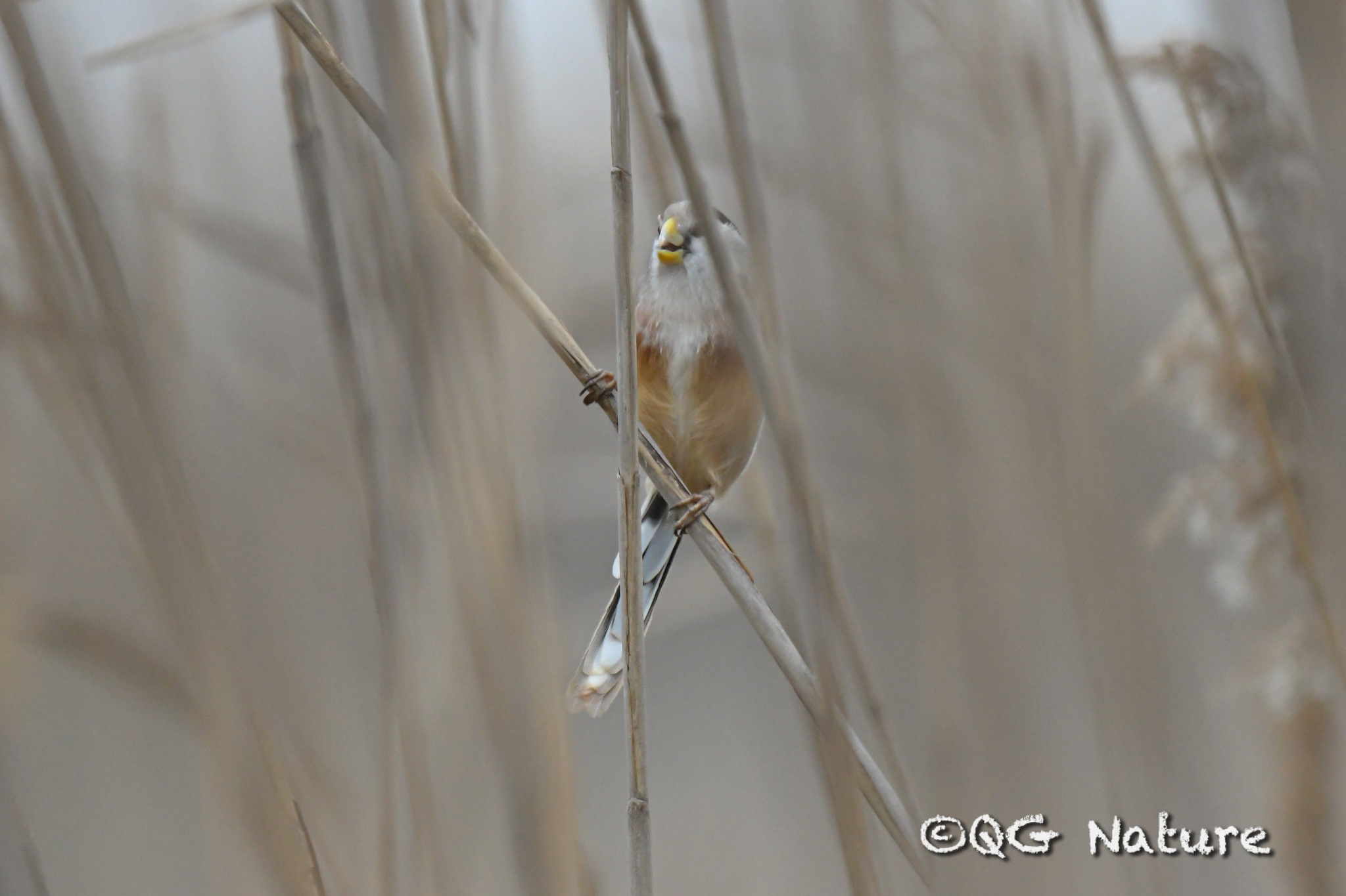 Reed Parrotbill