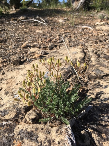 Eastwood's desertparsley (Lomatium eastwoodiae)