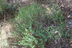 Euphorbia spinosa