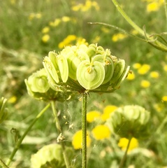 Leiotulus aureus