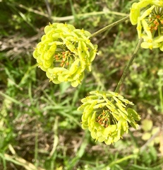 Leiotulus aureus