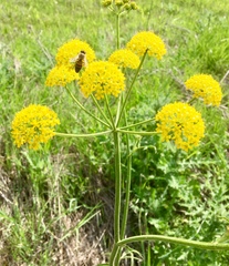 Leiotulus aureus
