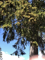 Picea abies