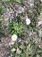 Bellis perennis