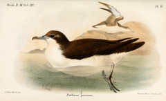 Persian Shearwater photo 2